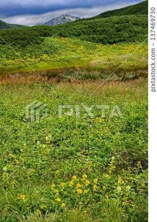 View of the flower fields on the ridge of Mt. Yumori and Mt. Washu in the Northern Alps View of the flower fields on the ridge of Mt. Yumori and Mt. Washu in the Northern Alps 137469730
