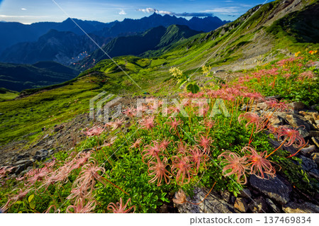 View of the flower spikes of Aleutiana aegyptiaca on Mount Mitsumatarenge in the Northern Alps and Mount Yari and Mount Hotaka View of the flower spikes of Aleutiana aegyptiaca on Mount Mitsumatarenge in the Northern Alps and Mount Yari and Mount Hotaka 137469834