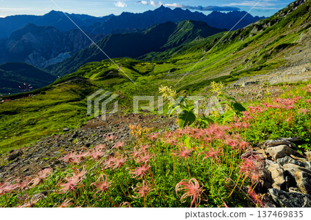 View of the flower spikes of Aleutiana aegyptiaca on Mount Mitsumatarenge in the Northern Alps and Mount Yari and Mount Hotaka View of the flower spikes of Aleutiana aegyptiaca on Mount Mitsumatarenge in the Northern Alps and Mount Yari and Mount Hotaka 137469835