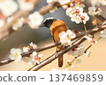 Daurian redstart on a white plum branch 137469859
