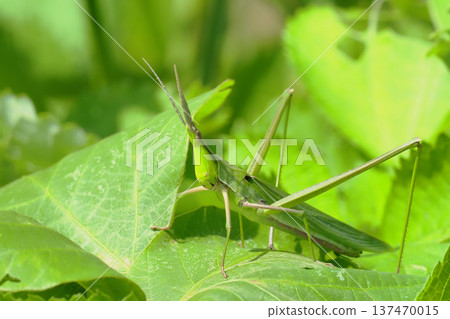 Shoyo grasshopper (female) Shoyo grasshopper (female) 137470015
