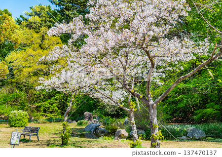 Saitama: Cherry blossoms bloom at Iwatsuki Castle Park Saitama: Cherry blossoms bloom at Iwatsuki Castle Park 137470137