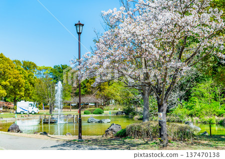埼玉:岩槻城公園櫻花盛開 埼玉:岩槻城公園櫻花盛開 137470138