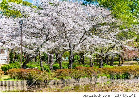 埼玉：岩槻城公園櫻花盛開 137470141