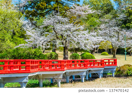 埼玉：岩槻城公園櫻花盛開 137470142