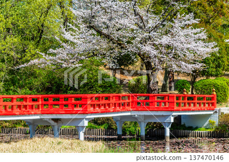 埼玉:岩槻城公園櫻花盛開 埼玉:岩槻城公園櫻花盛開 137470146