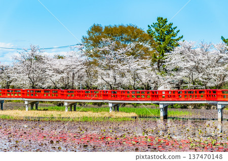 埼玉:岩槻城公園櫻花盛開 埼玉:岩槻城公園櫻花盛開 137470148