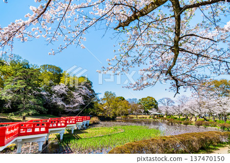 埼玉:岩槻城公園櫻花盛開 埼玉:岩槻城公園櫻花盛開 137470150