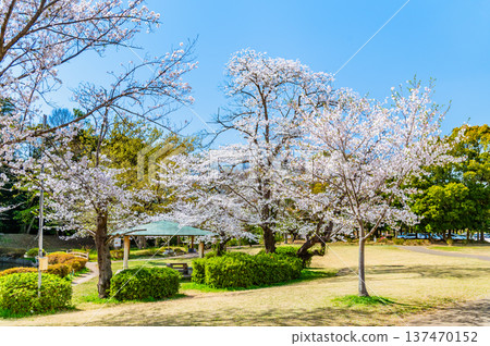 埼玉:岩槻城公園櫻花盛開 埼玉:岩槻城公園櫻花盛開 137470152
