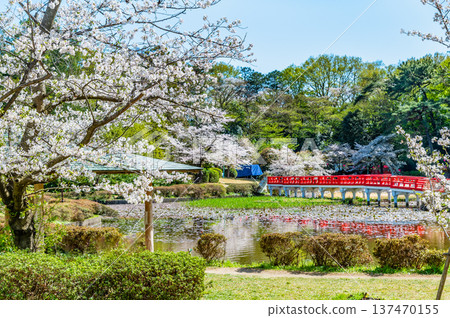 埼玉:岩槻城公園櫻花盛開 埼玉:岩槻城公園櫻花盛開 137470155
