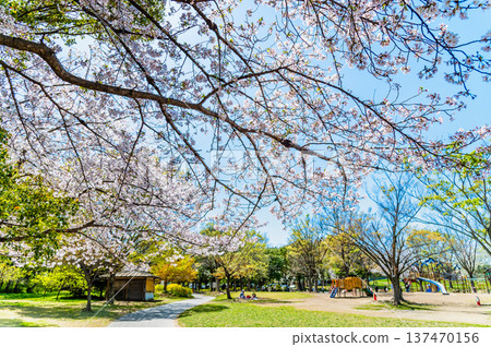 埼玉:岩槻城公園櫻花盛開 埼玉:岩槻城公園櫻花盛開 137470156