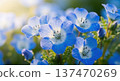Image of beautiful blue nemophila flowers blooming in spring 137470269