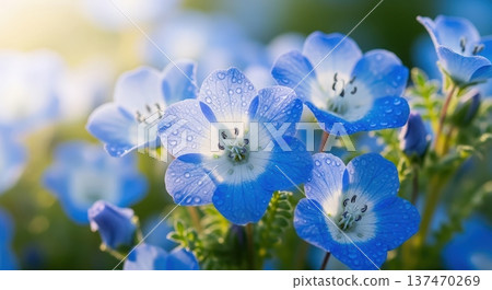 春天盛開的美麗藍色粉蝶花圖片 137470269
