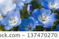 Image of beautiful blue nemophila flowers blooming in spring 137470270