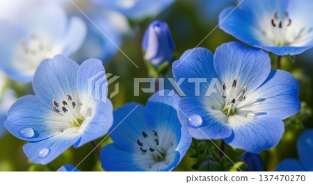 春天盛開的美麗藍色粉蝶花圖片 137470270