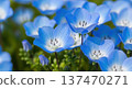 Image of beautiful blue nemophila flowers blooming in spring 137470271