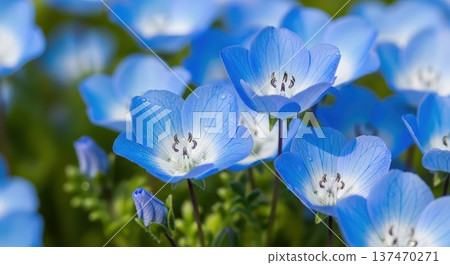 Image of beautiful blue nemophila flowers blooming in spring Image of beautiful blue nemophila flowers blooming in spring 137470271