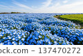 Image of beautiful blue nemophila flowers blooming in spring 137470272