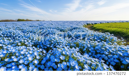 Image of beautiful blue nemophila flowers blooming in spring Image of beautiful blue nemophila flowers blooming in spring 137470272