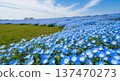 Image of beautiful blue nemophila flowers blooming in spring 137470273