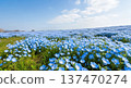 Image of beautiful blue nemophila flowers blooming in spring 137470274