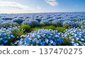 Image of beautiful blue nemophila flowers blooming in spring 137470275