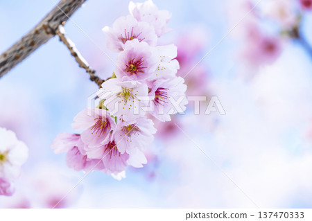 在藍天的櫻花後面 137470333
