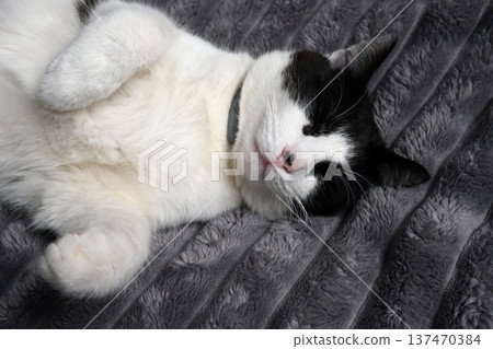 Close-up of a black and white cat peacefully sleeping on a soft grey blanket with paws curled up. 137470384