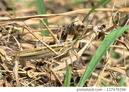 Short-legged grasshopper (female, brown type) 137470396