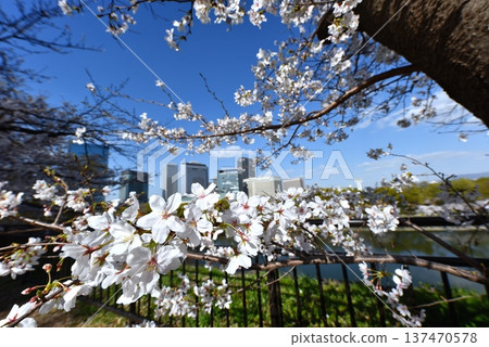 從大阪城公園眺望櫻花和新市中心的建築群。 從大阪城公園眺望櫻花和新市中心的建築群。 137470578