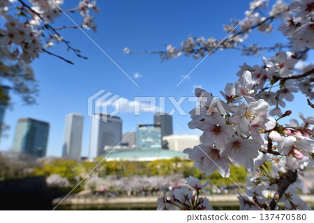從大阪城公園眺望櫻花和新市中心的建築群。 從大阪城公園眺望櫻花和新市中心的建築群。 137470580