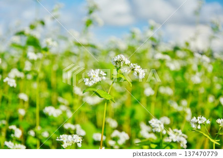 蕎麥花 蕎麥花 137470779