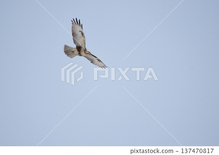 A winter buzzard circling overhead A winter buzzard circling overhead 137470817