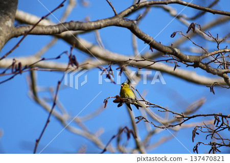 A siskin came to eat alder fruit A siskin came to eat alder fruit 137470821
