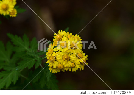 函館山的雛菊 函館山的雛菊 137470829