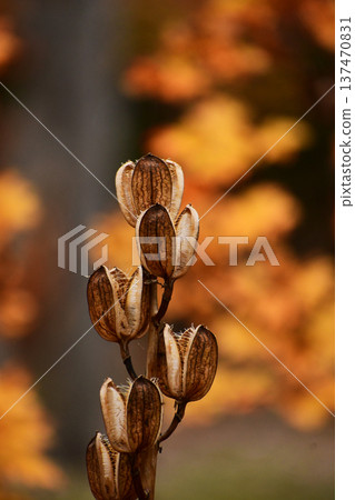 Lily of the valley in late autumn Lily of the valley in late autumn 137470831