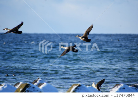 A spot-billed duck flying low over the winter sea 137470844