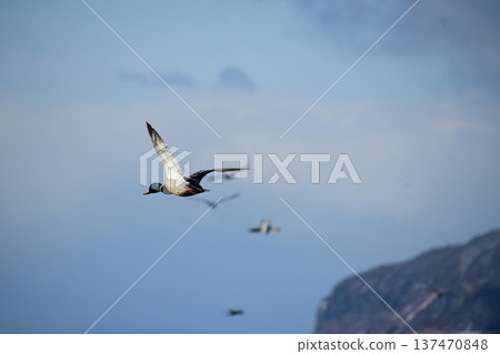 Mallard taking off Mallard taking off 137470848