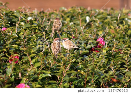 Hedge Lovers Hedge Lovers 137470913