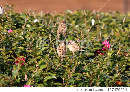 Whispering Garden 137470914