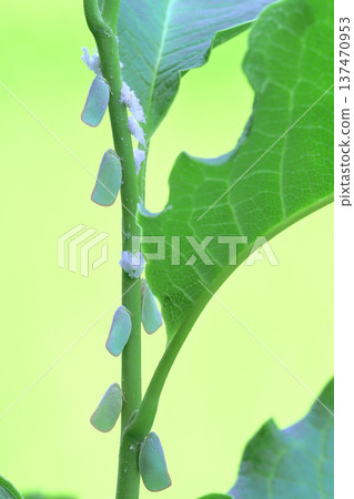 A group of blue-winged butterflies 137470953