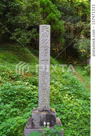 Large wigs of Shimozen 137471333