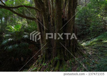 Shimozen的大假髮 137471335