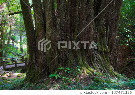 Shimozen的大假髮 137471336