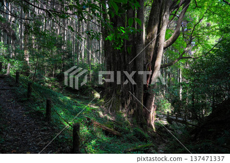 Shimozen的大假髮 137471337