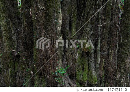 Large wigs of Shimozen 137471340