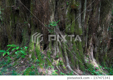 Large wigs of Shimozen 137471341