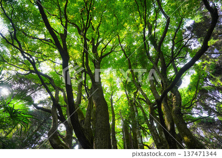 Large wigs of Shimozen 137471344