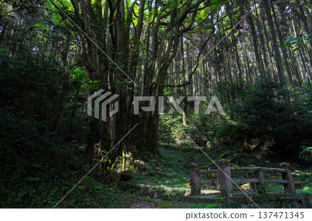 Large wigs of Shimozen 137471345