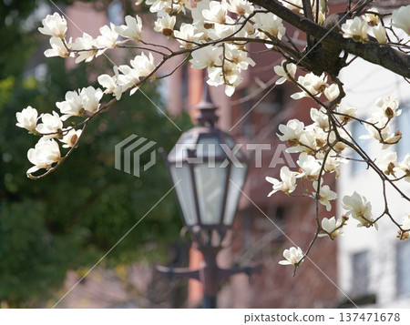Magnolias and the streets Magnolias and the streets 137471678